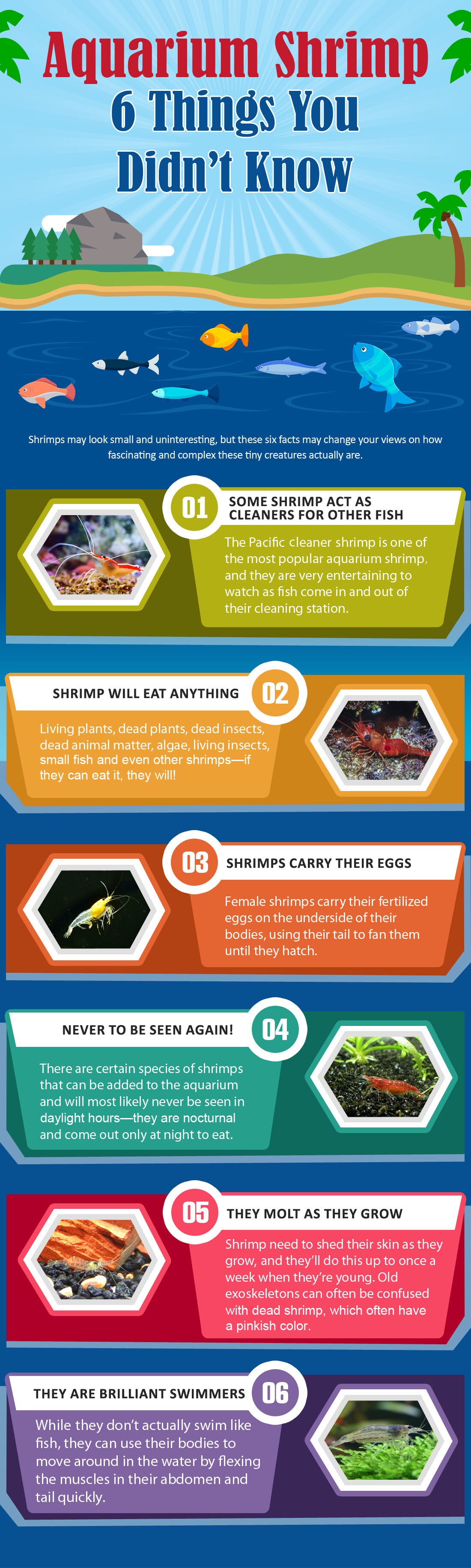 关于水族虾的事实